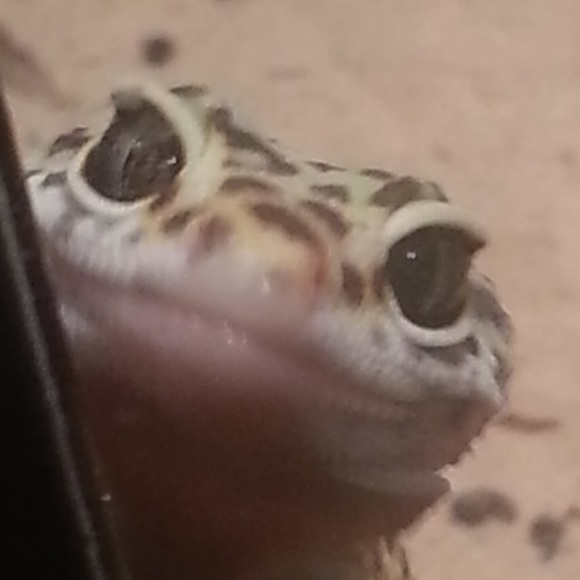 leopardgecko15